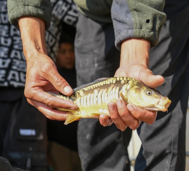 В дельте Или выпустили 100 тысяч мальков рыбы