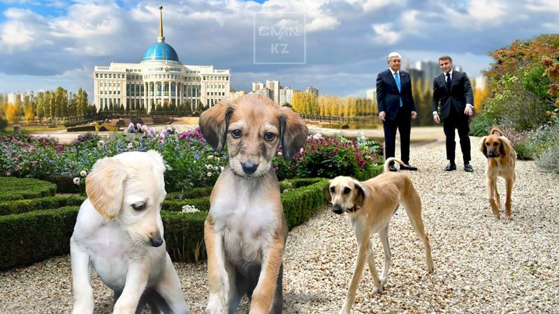 Дипломатия тазы: кому президент доверил казахских борзых?