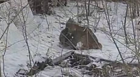 В ВКО рысь пришла в посёлок и напала на кошку