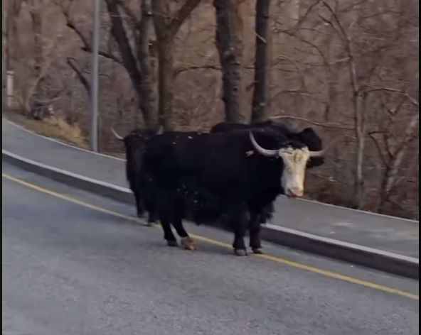 На Медеу очевидцы заметили яков, свободно бегущих по улице