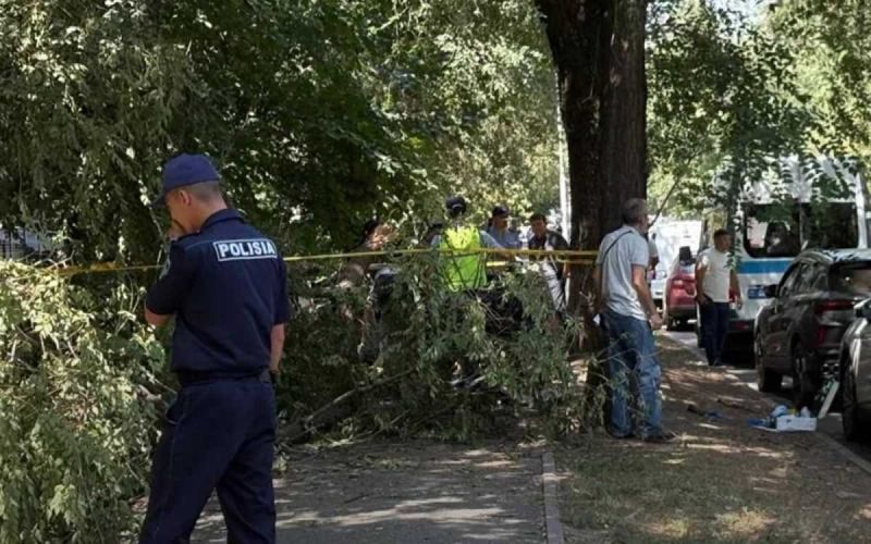 Не было предпосылок для обрезки: акимат ответил по поводу ветки, убившей девушку