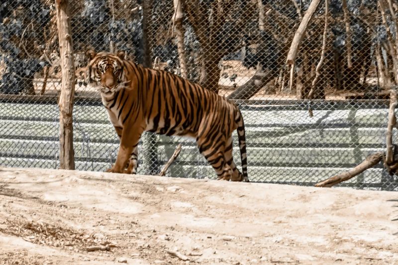 Ещё четверых туранских тигров завезут в Казахстан в 2025 году