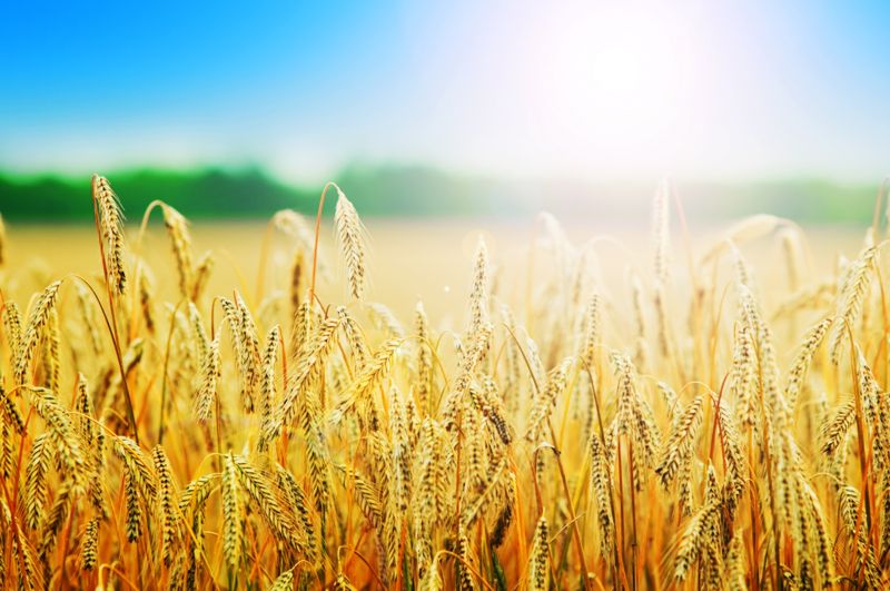 Почему не продается казахстанская пшеница и зачем сокращают её посевы, рассказали в Минсельхозе РК