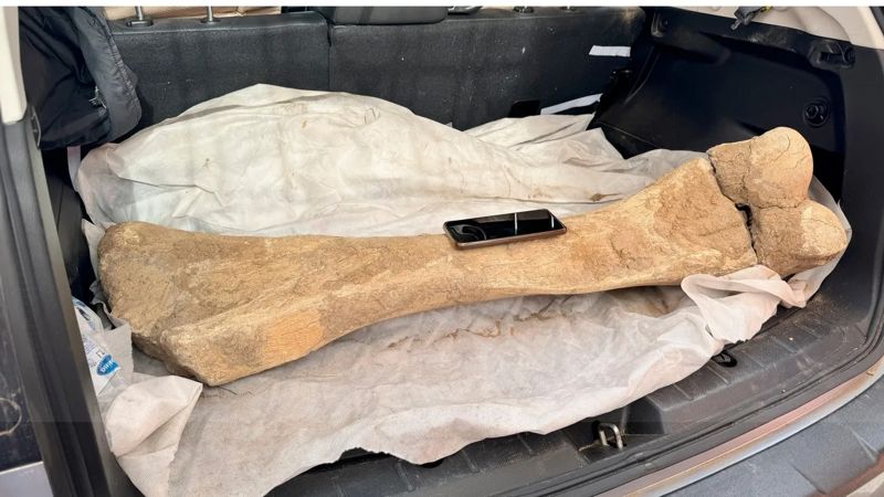 Уникальную кость мамонта нашёл рыбак в СКО