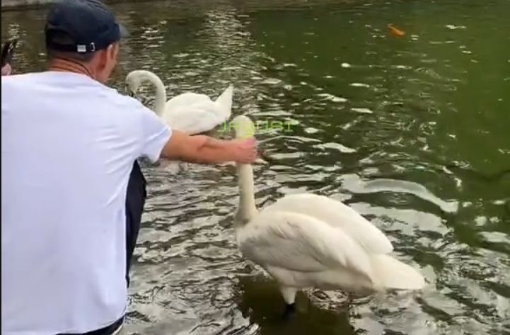 Дёргал лебедя за шею: в Алматы мужчина издевался над птицей на глазах у прохожих