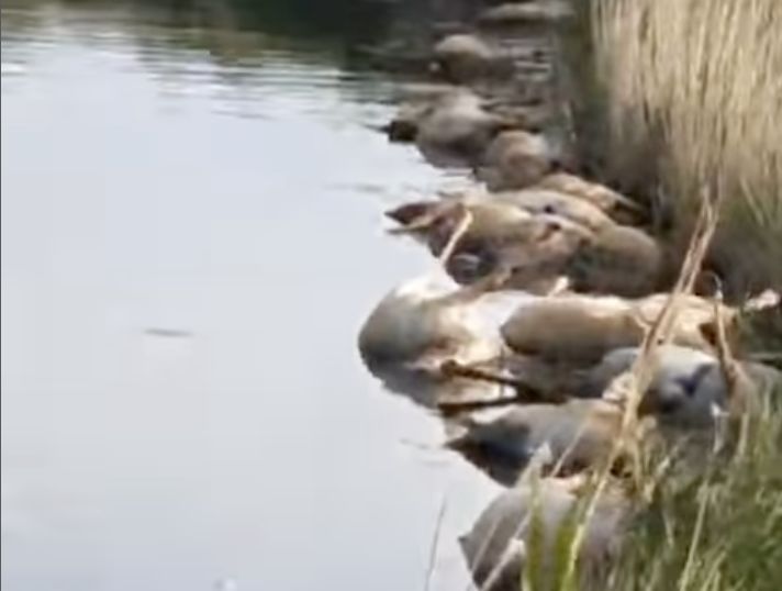 В реке обнаружили десятки мёртвых сайгаков в Актюбинской области