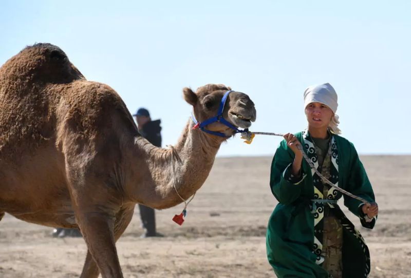 Караван из 1000 верблюдов в Алматинской области: Казахстан побил мировой рекорд