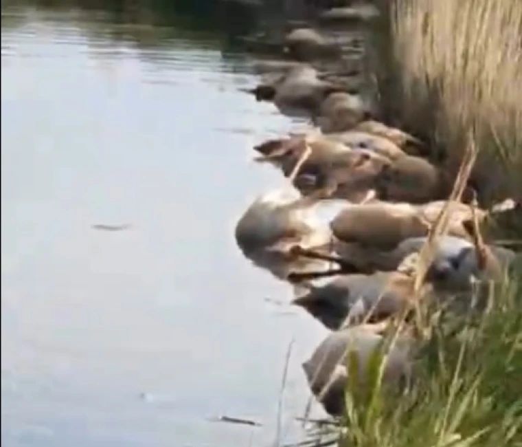 Более 100 сайгаков затоптали друг друга в Актюбинской области