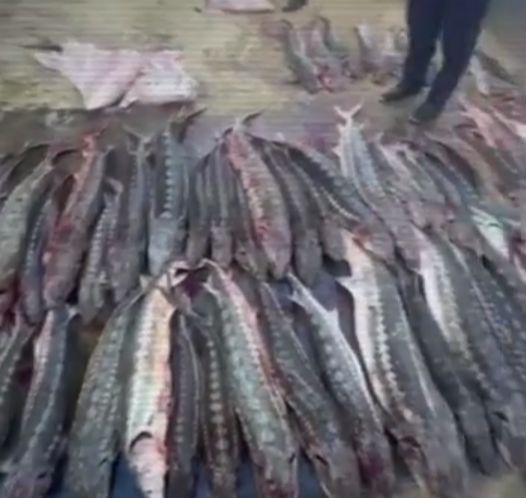 Полтонны осетровых изъяли у жителя Мангистау