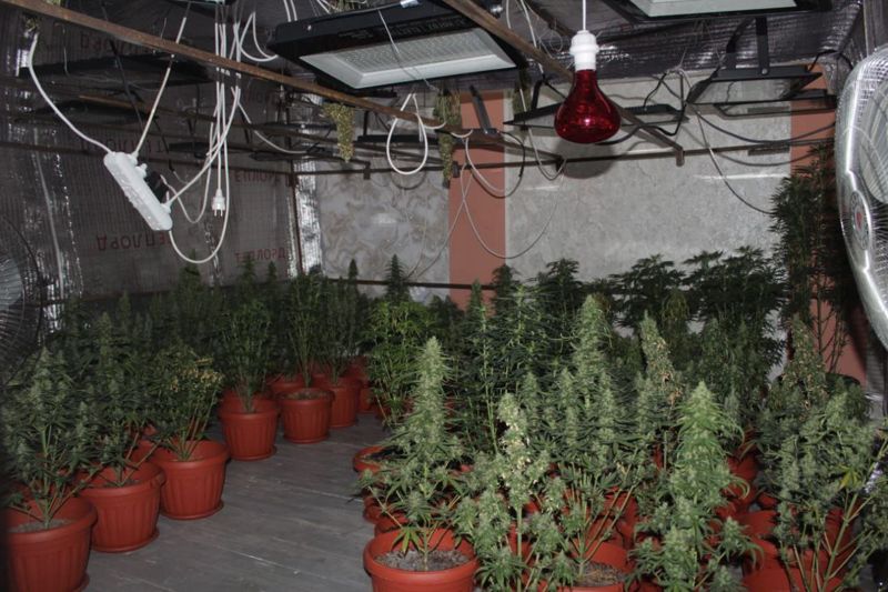 У кызылординца нашли лабораторию по выращиванию конопли