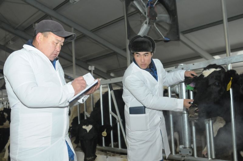 Ветеринаров в Казахстане ждут рост стипендий и строгий отбор