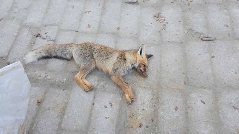 Лиса напала на школьниц в Мангистау