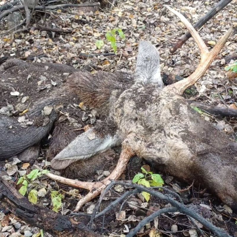 Два голодных жителя Темиртау застрелили лося, но съесть не успели
