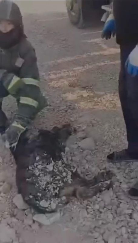 В Астане собака застряла в битуме