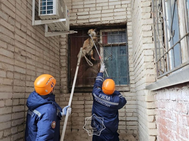 Лиса застряла в оконной решётке в одном из домов Уральске