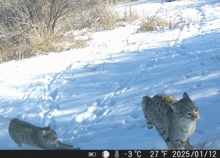 Степных кошек сфотографировали в Костанайской области