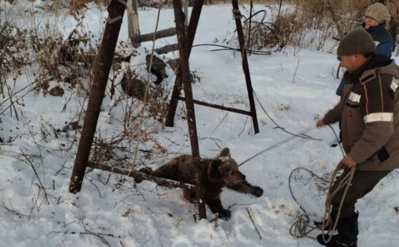 В ВКО местные жители поймали заблудившегося медвежонка
