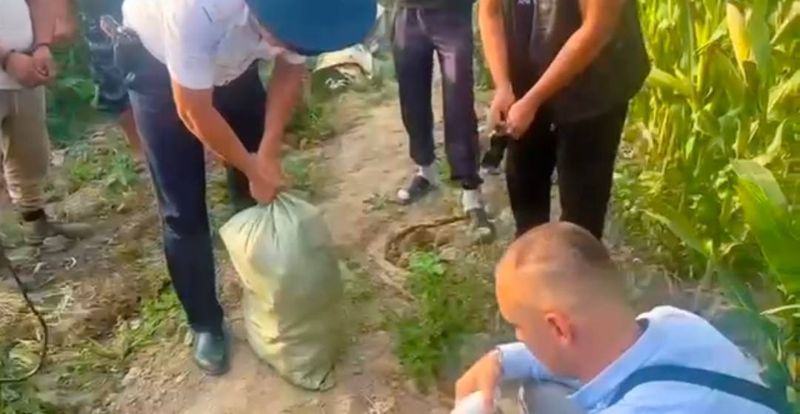 Наркотики в кукурузе и шалаше: что скрывали на ферме в Алматинской области?