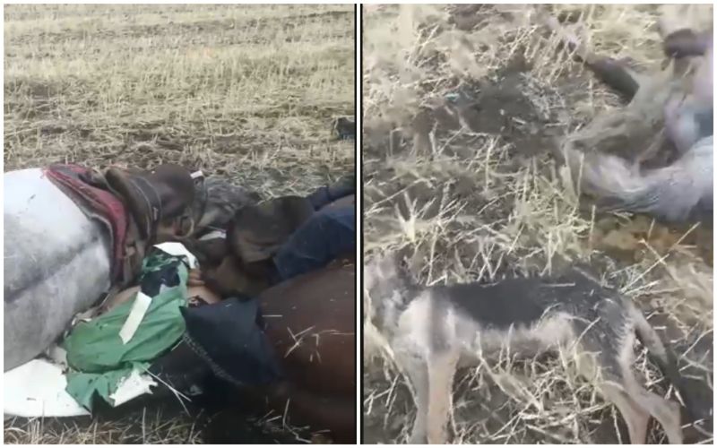Молния убила пастуха, двух лошадей и собаку в Жетысу