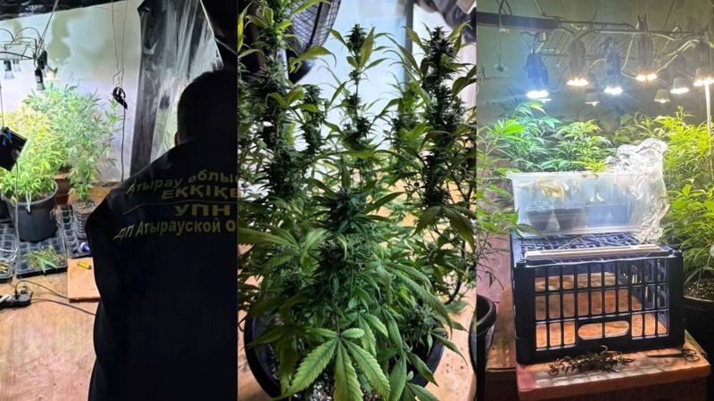 52-летний мужчина выращивал плантацию конопли у себя в сарае в Атырау