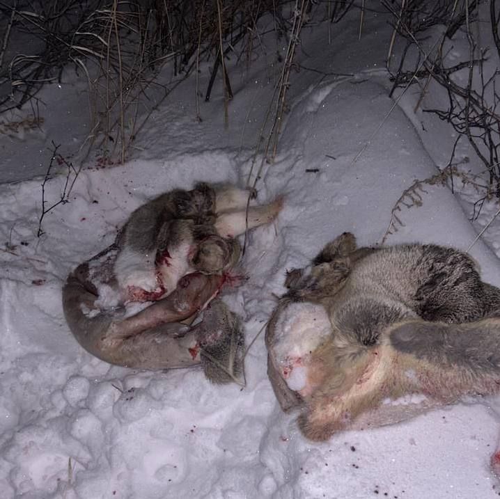 Бурабай ұлттық паркінде браконьерлер ұсталды