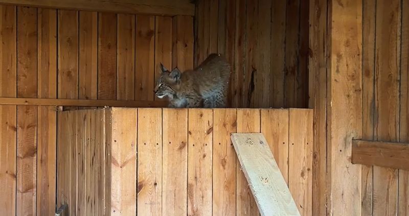 Дикая рысь поссорилась с кошкой и оккупировала сарай в Акмолинской области