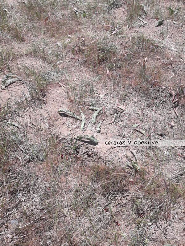 Туристы создавали помехи: хаос на фестивале тюльпанов в Жамбылской области объяснили чиновники