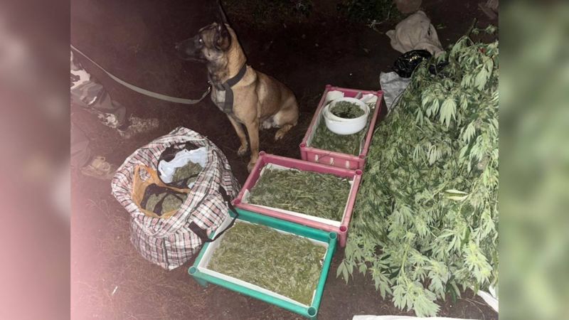 В ЗКО полицейские нашли более 12 килограммов наркотиков у жителя Уральска