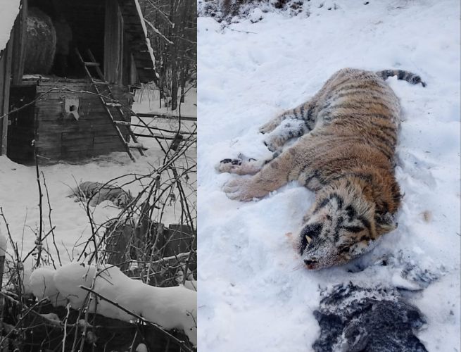 Видео о якобы нападении тигра было снято в России и не имеет отношения к Астане