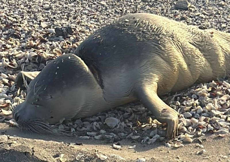 Детёныша тюленя с огромной раной на шее нашли на берегу Каспия