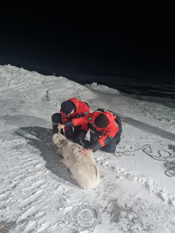 Застрявшего в снегу сайгака спасли в Карагандинской области