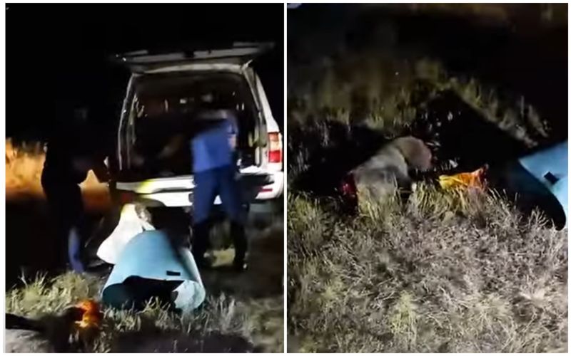 В ЗКО задержали браконьера с тушами кабанов