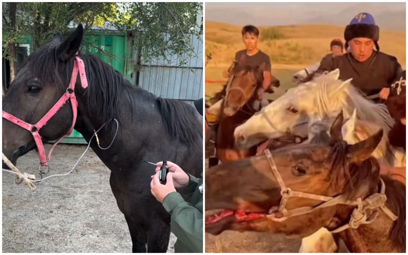 Конный клуб показал скакуна с разорванным ртом, но та ли это лошадь?