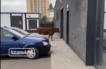 Кто здесь начальник? Корову нашли на левом берегу Астаны