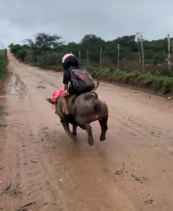 В школу на свинье: бразильский мальчик стал популярным благодаря любви к животным