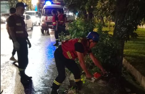 В Алматы прямо перед машинами упало дерево