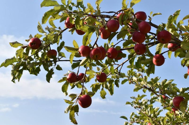 Апорт и не только: сколько яблоневых садов осталось в Казахстане и какова их судьба?