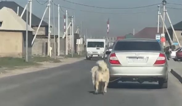 Собака, привязанная к движущемуся автомобилю в Шымкенте, стёрла лапы в кровь