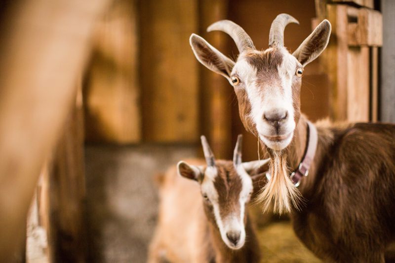 Казахстан хочет купить у Монголии 500 тысяч коз