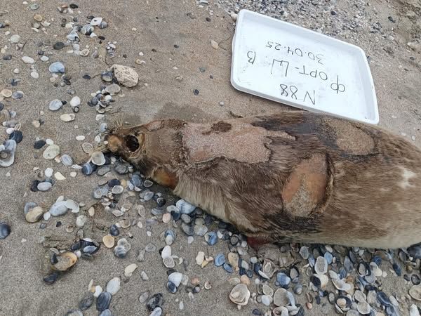 Разлагающиеся туши тюленей нашли на берегу Каспийского моря в Мангистау