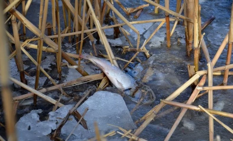 Тысячи лунок: на севере страны пытаются спасти рыбу