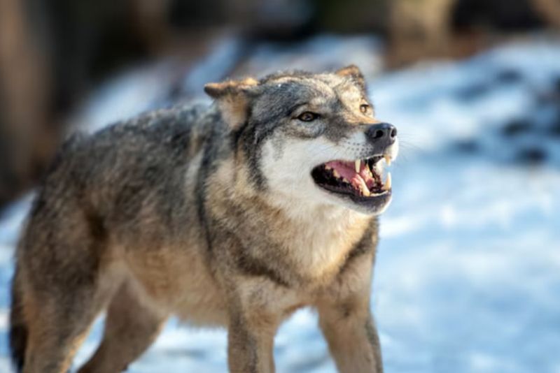 Охоту на волков и шакалов разрешили в Казахстане, но не везде