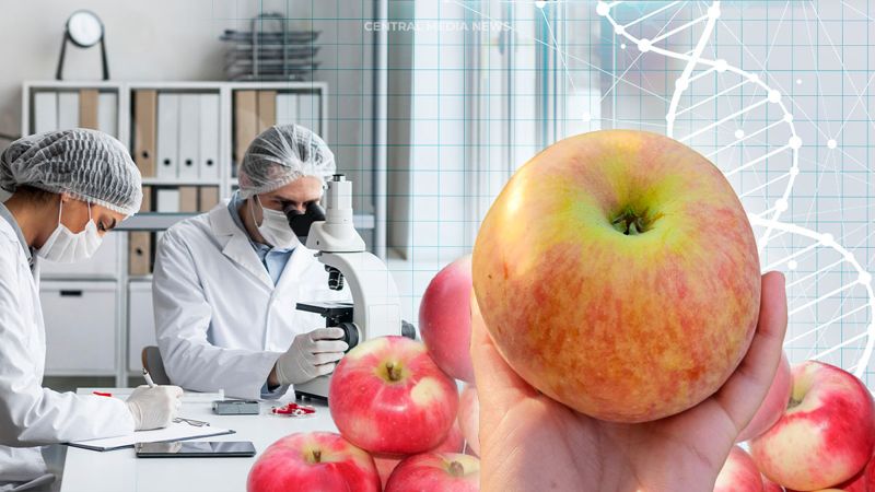 Казахстан возвращает легенду: как в Алматы возрождают сорт яблок «Апорт»