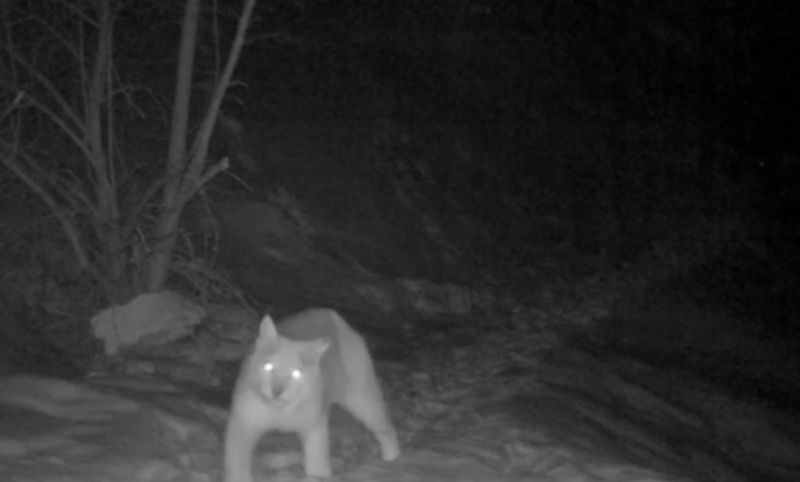 Фотоловушки в нацпарке «Сайрам-Угам» запечатлели редких животных