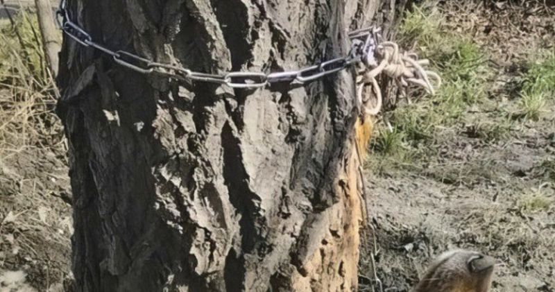 Женщина повесила на дереве свою собаку в Семее - ее нашла полиция