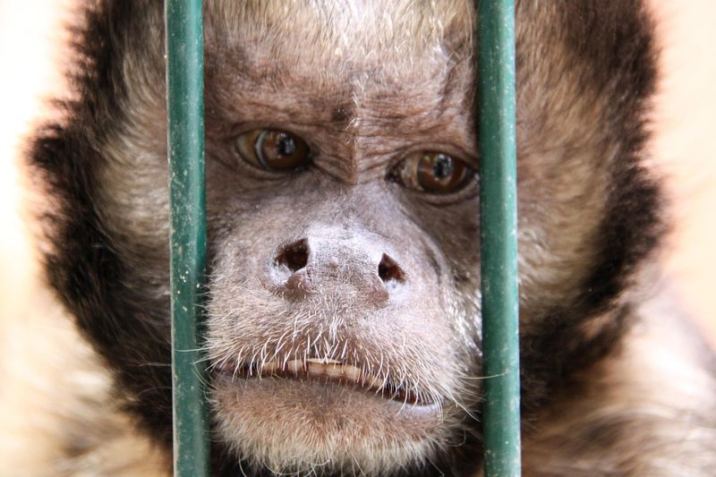 Уникальную обезьянку спасли полицейские из зоомагазина в Темиртау