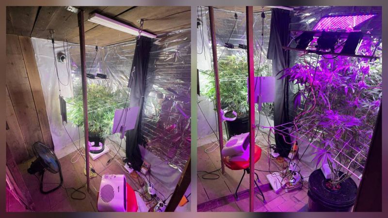 Костанаец выращивал коноплю в бане, гараже и доме: ему грозит восемь лет тюрьмы