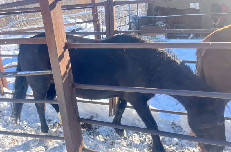 Готовили согым из чужих лошадей: в Жетысу поймали скотокрадов