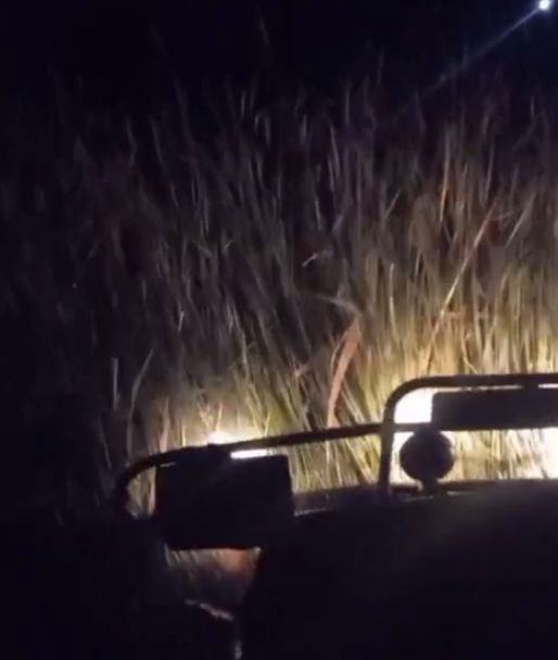 В Костанайской области подростки искали скот, но заблудились в камышах