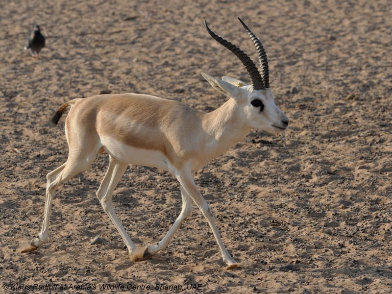 Жетісу орманшылар қызыл кітапты қарақұйрықты аулағаны үшін сотталды